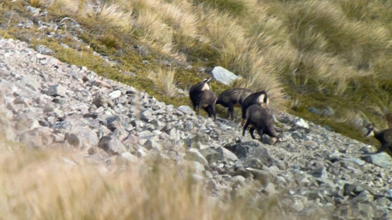 New Zealand chamois hunting group