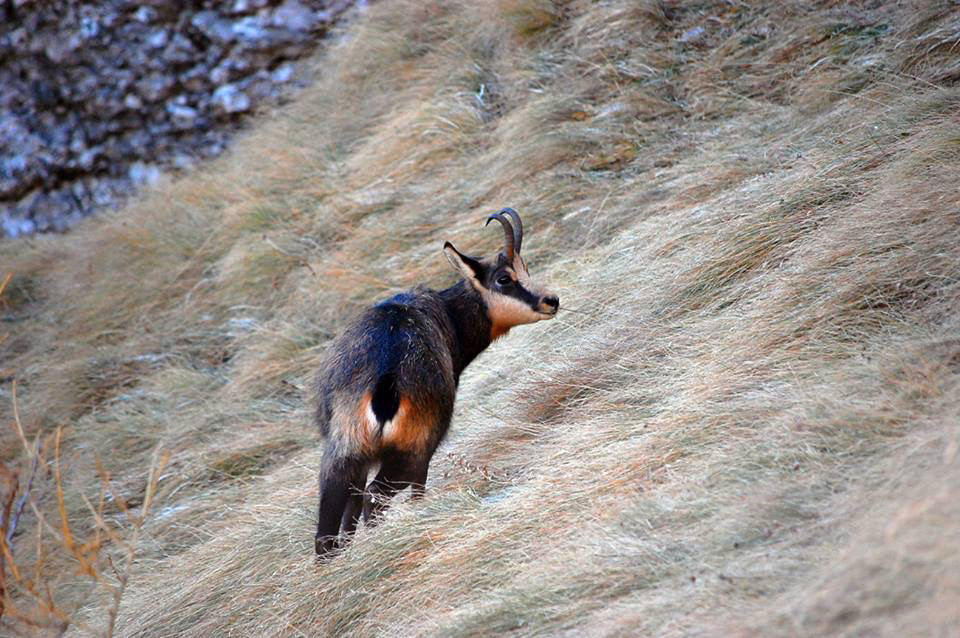 Chamois in native tussock grassland, New Zealand