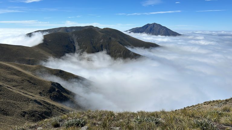 New Zealand chamois in the mountains