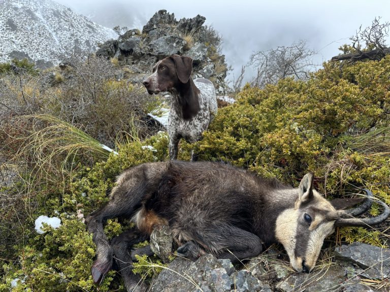 New Zealand chamois hunt with dog