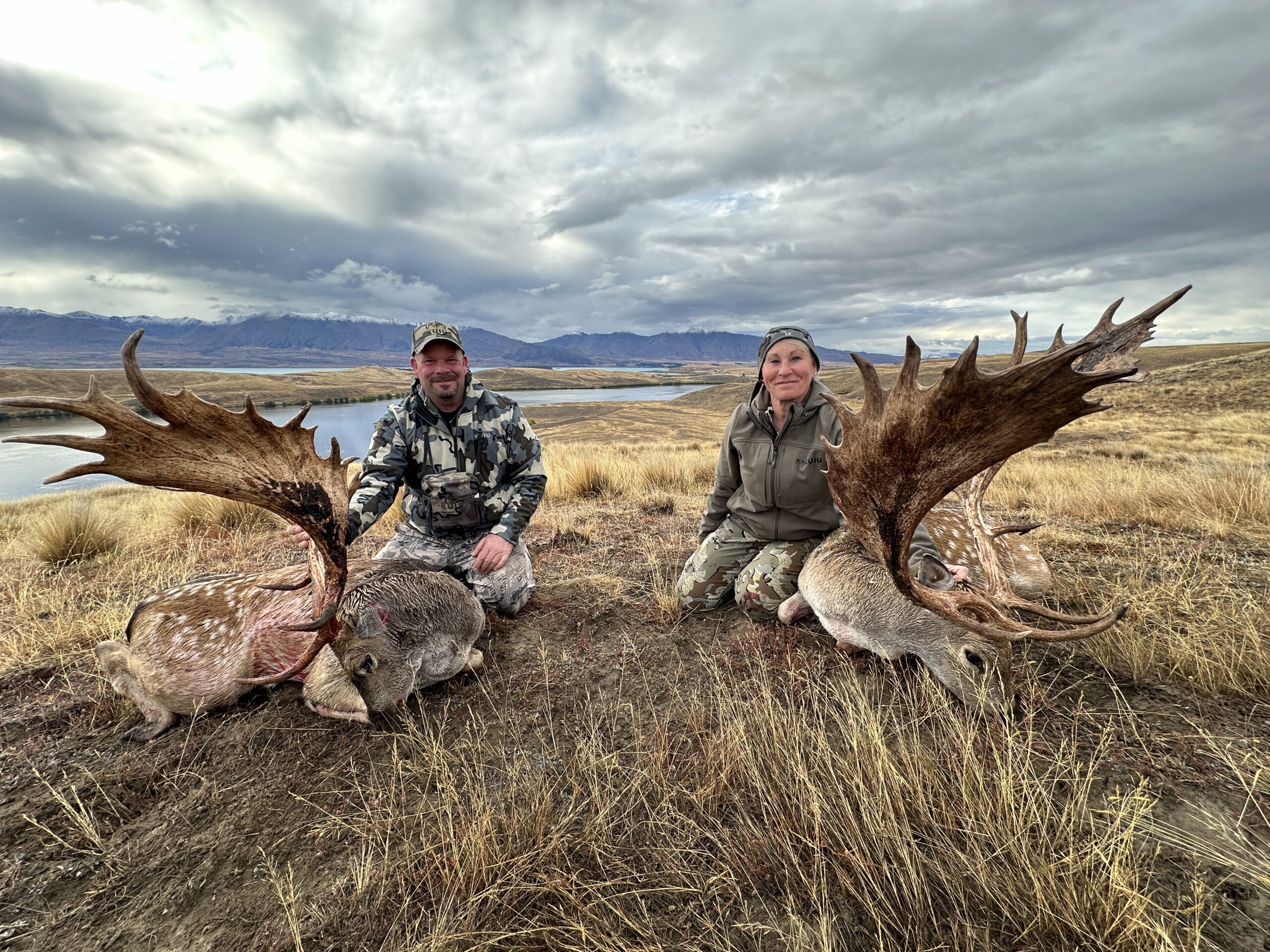 New Zealand fallow bucks