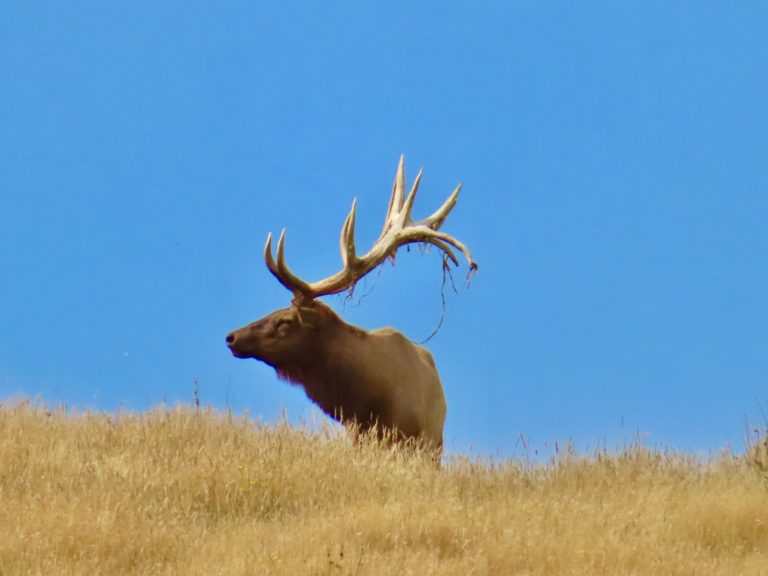 New Zealand elk