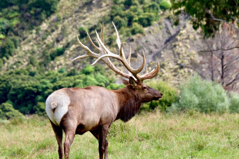 New Zealand elk hunting trophy