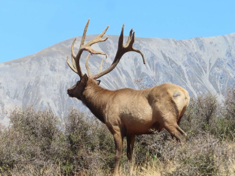 New Zealand elk hunting trophy