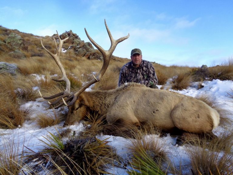 New Zealand elk hunting trophy, 378 inches