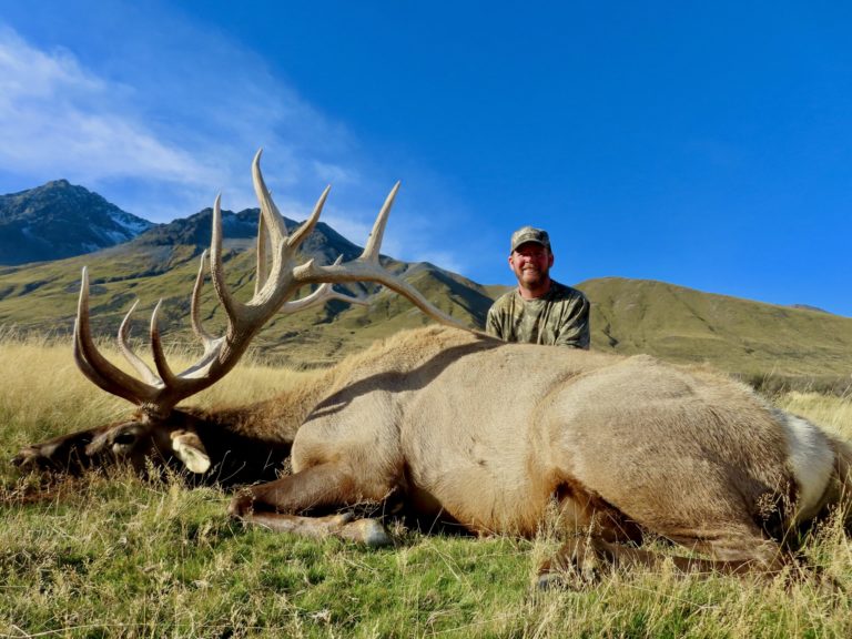 New Zealand elk hunting trophy, 389 inches