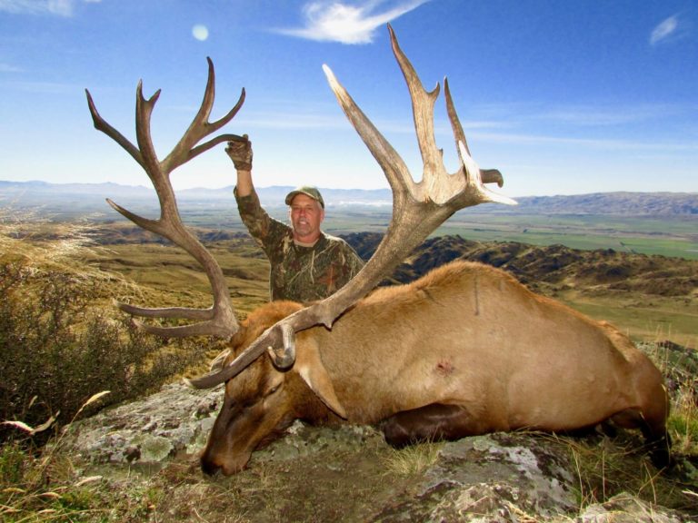 New Zealand elk hunting trophy, 396 inches