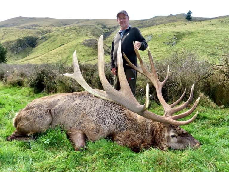 New Zealand elk hunting trophy, 400 inches