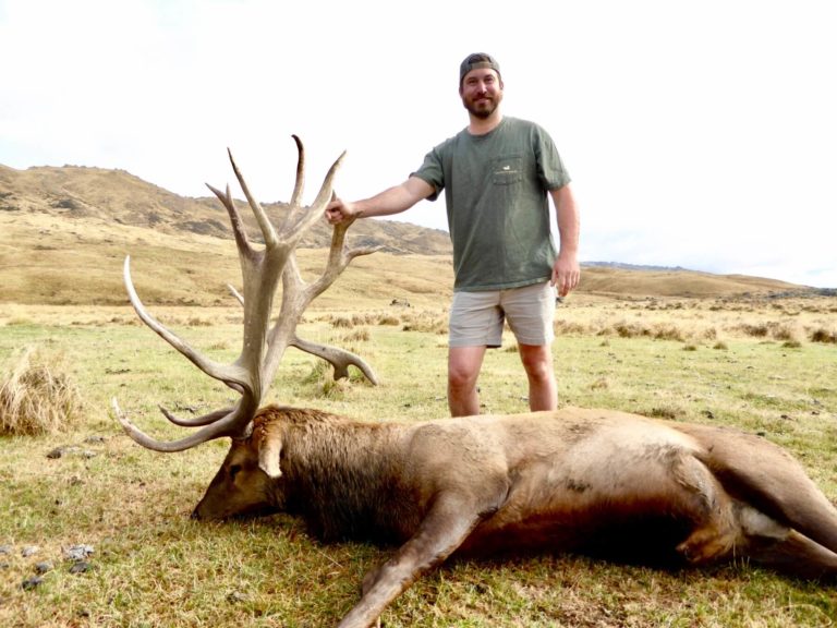 New Zealand elk hunting trophy, 402 inches
