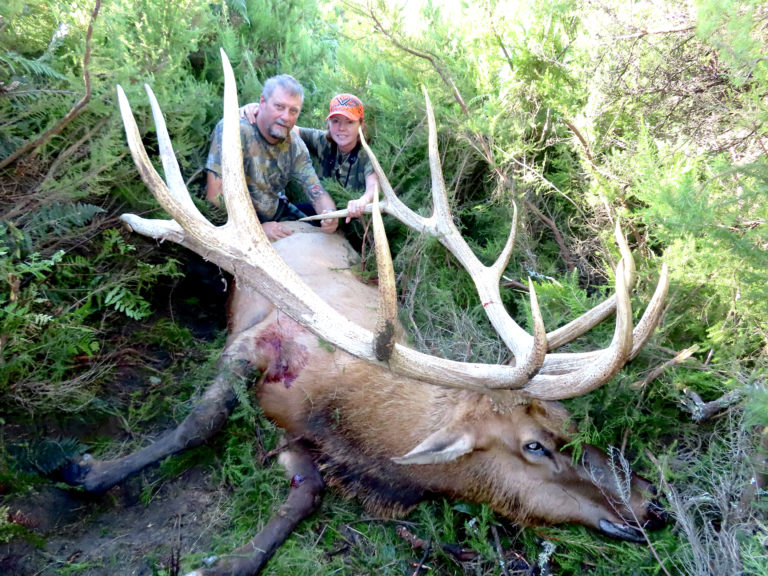New Zealand elk hunting trophy, 430 inches