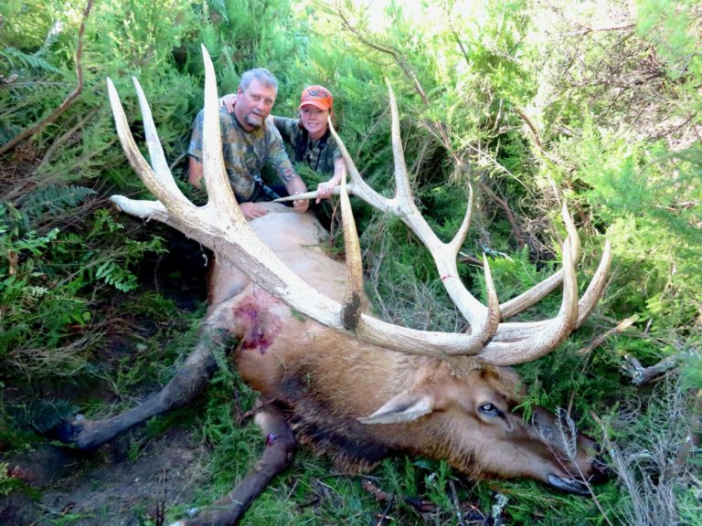 New Zealand elk hunting trophy, 440 inches
