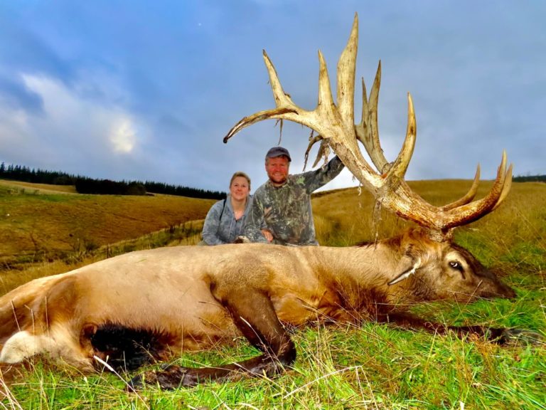 New Zealand typical elk hunting trophy, 448 inches