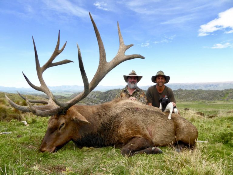 New Zealand typical elk, 478 inches