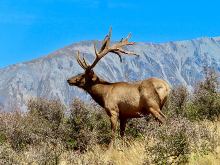 New Zealand elk hunting trophy