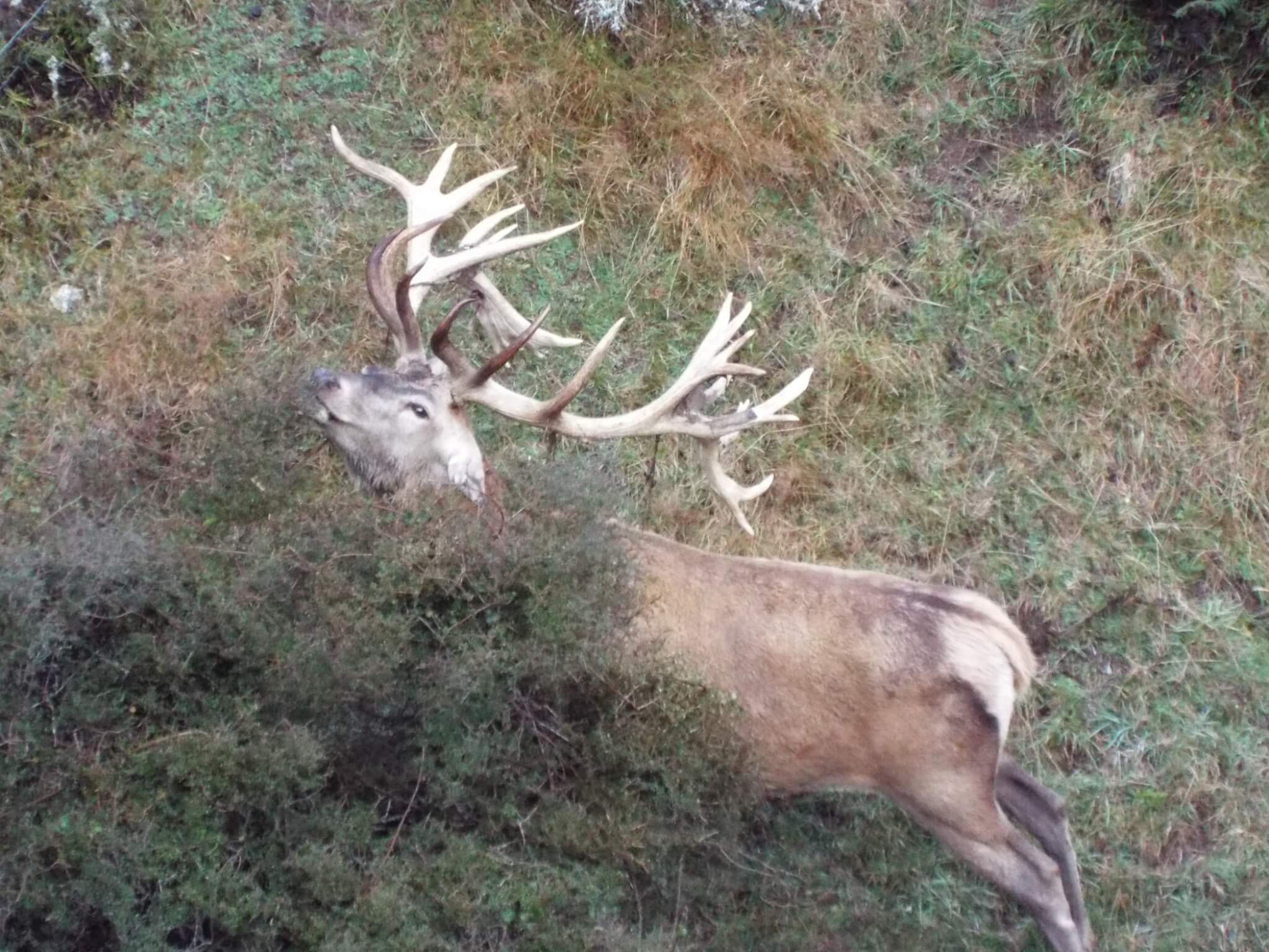 fair chase New Zealand Safaris red stag