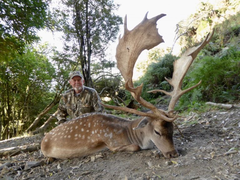 New Zealand fallow deer trophy, 264 inches