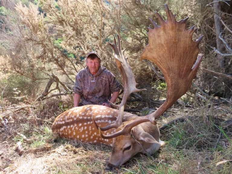 New Zealand fallow buck, 287 inches