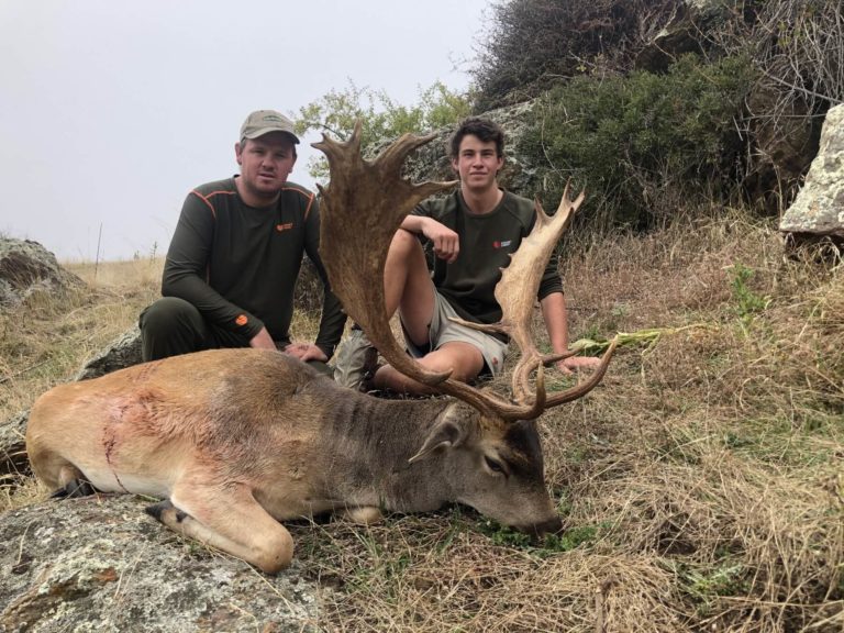 New Zealand fallow buck trophy