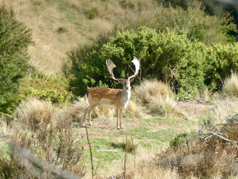 New Zealand fallow buck hunting trophy