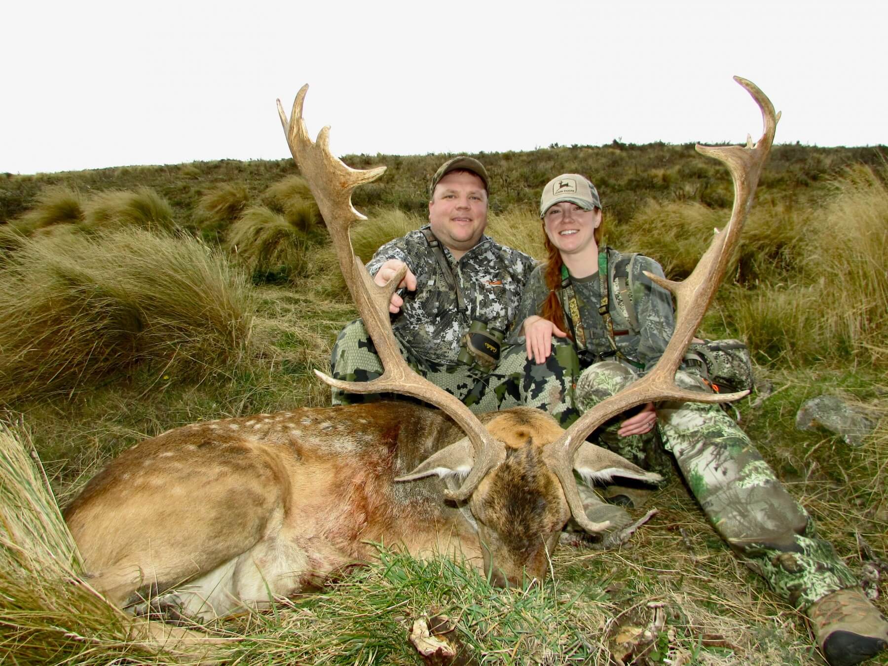 Wild free-range fallow buck, New Zealand