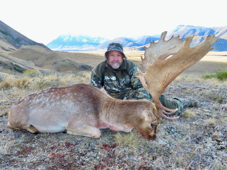 New Zealand fallow buck hunting trophy, XXL