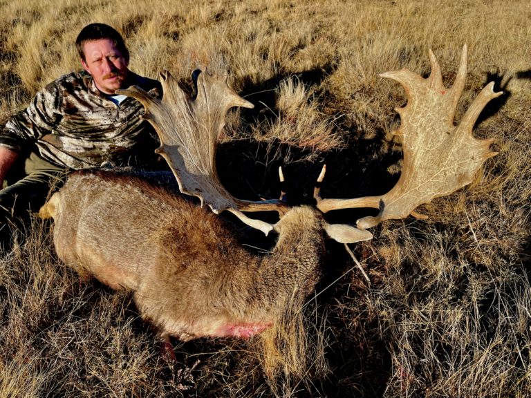 New Zealand fallow buck hunting trophy, XXL