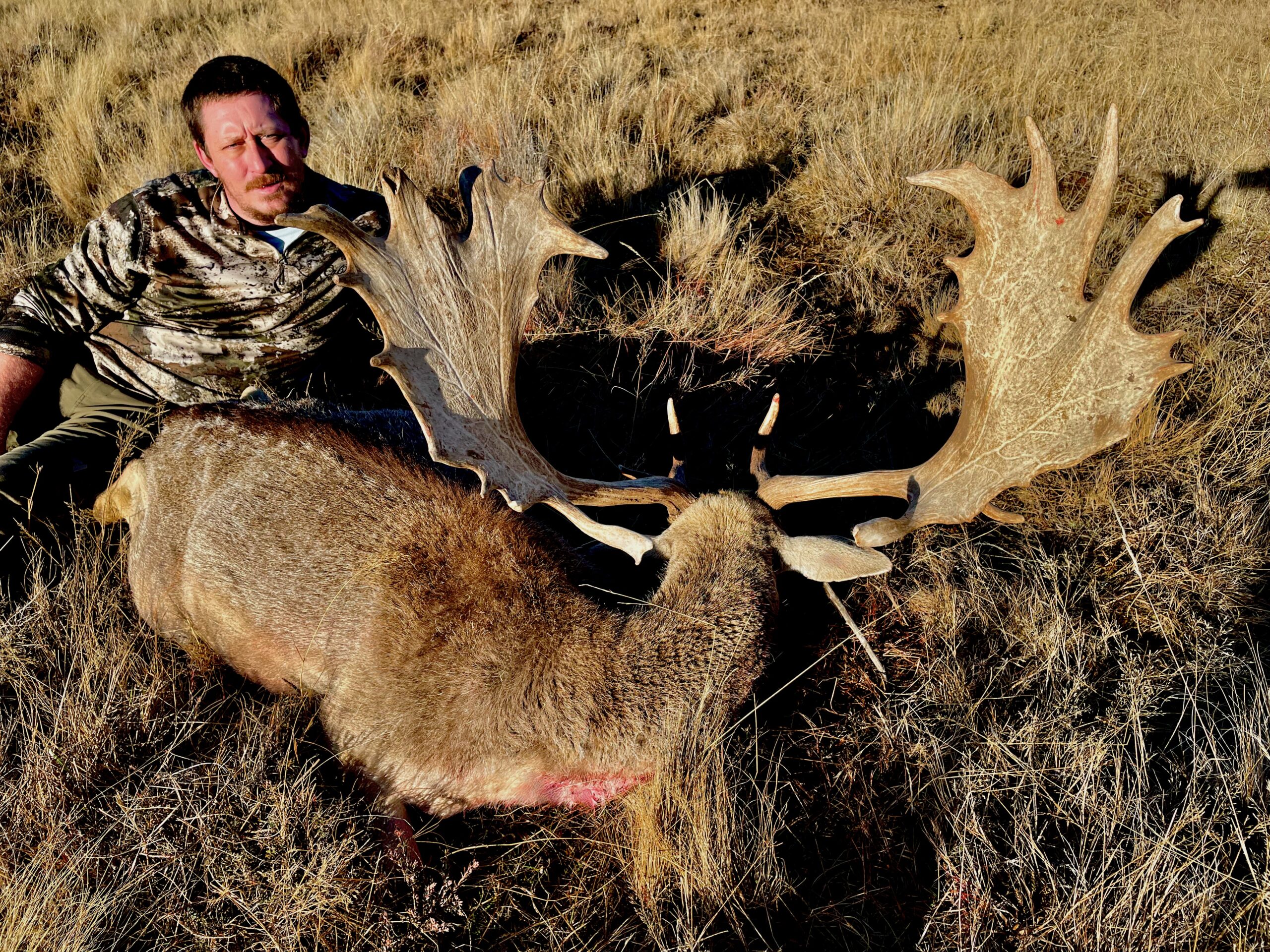 New Zealand fallow buck hunting trophy, XXL