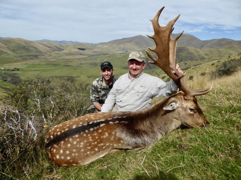 New Zealand wild free range fallow buck