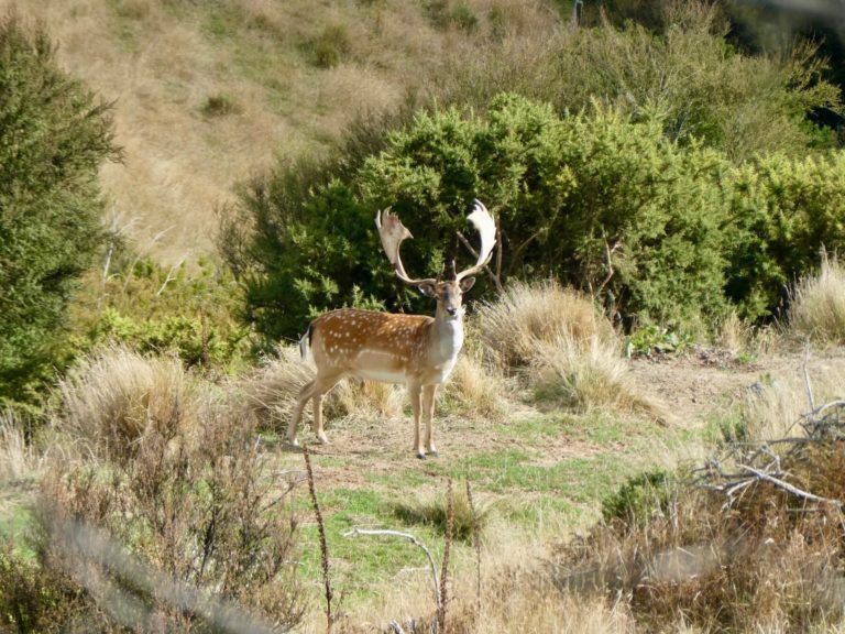 New Zealand fallow buck