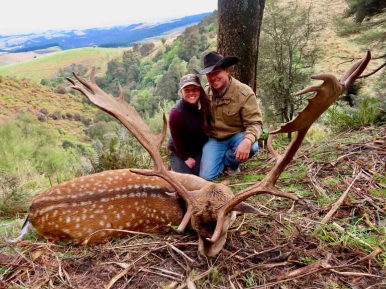 New Zealand fallow buck