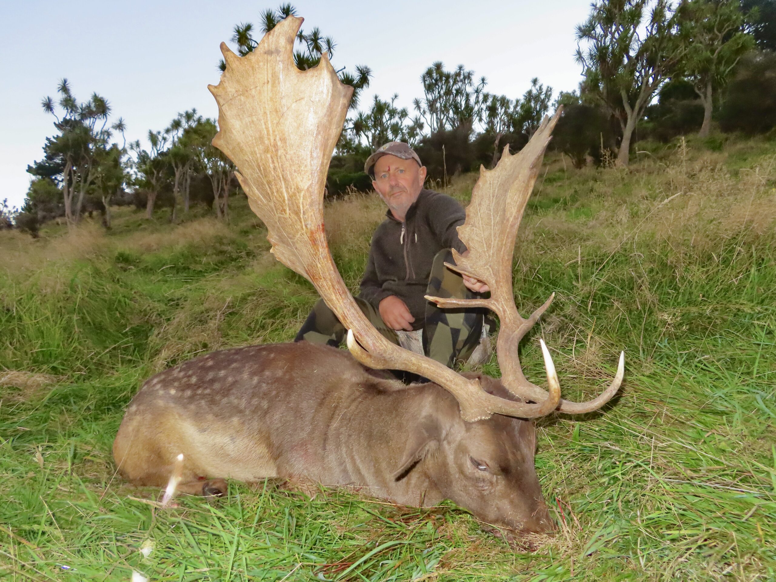 New Zealand fallow buck hunting trophy