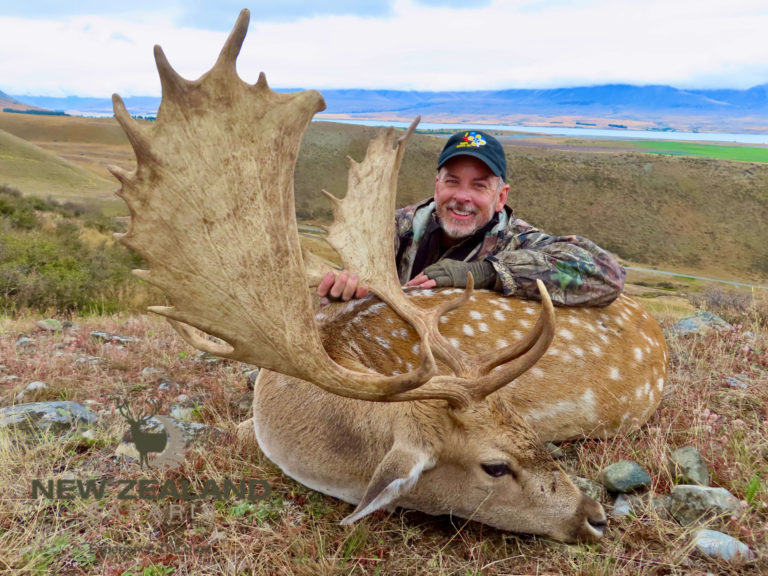 New Zealand fallow buck hunting trophy