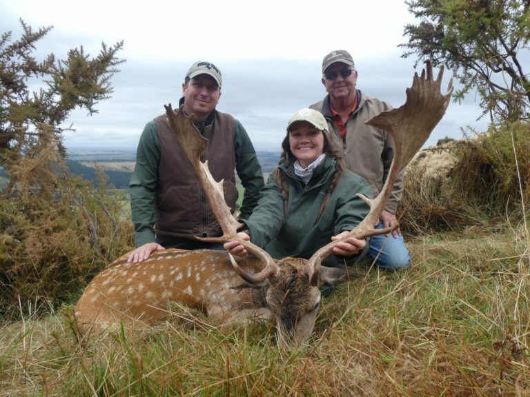New Zealand fallow buck