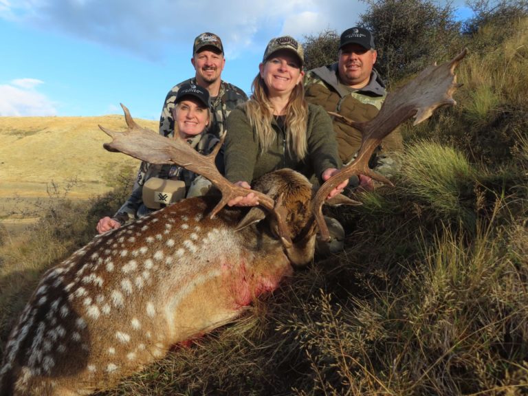 New Zealand fallow buck hunting trophy