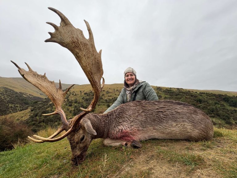 New Zealand fallow buck hunting trophy