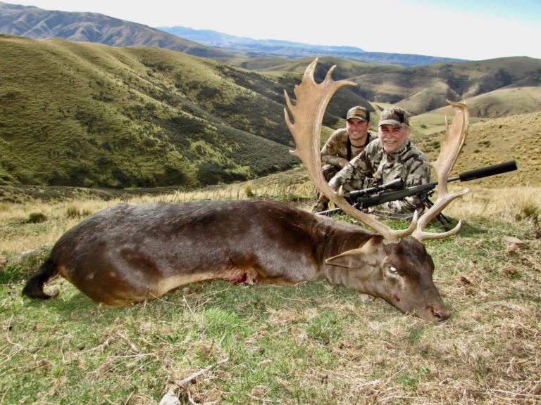 New Zealand free range fallow buck