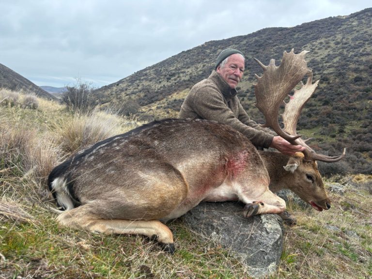 New Zealand fallow buck hunting trophy