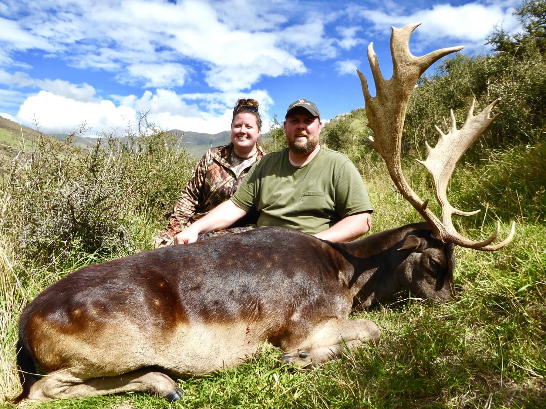 New Zealand fallow buck in the rut