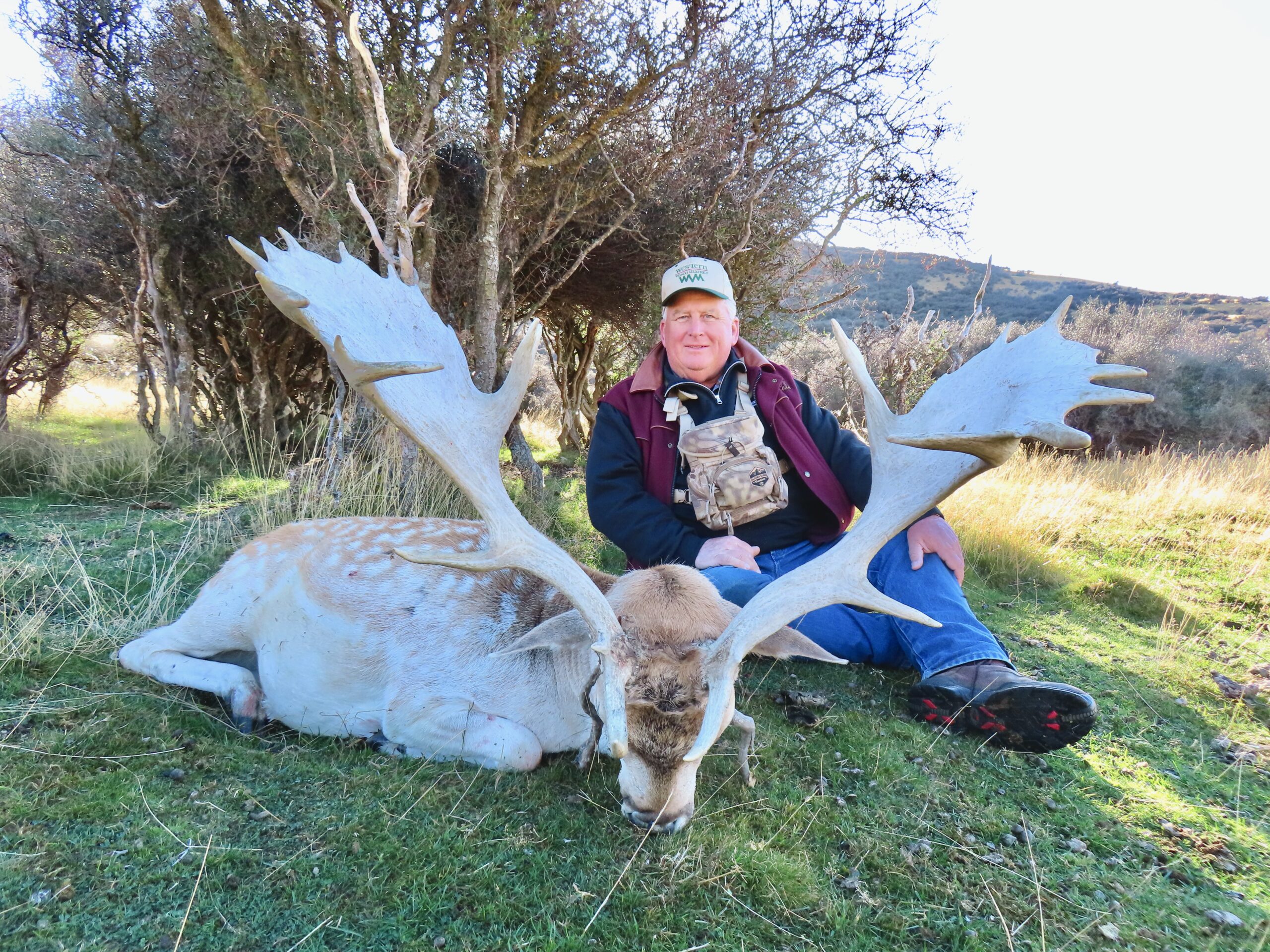 New Zealand fallow buck hunting trophy