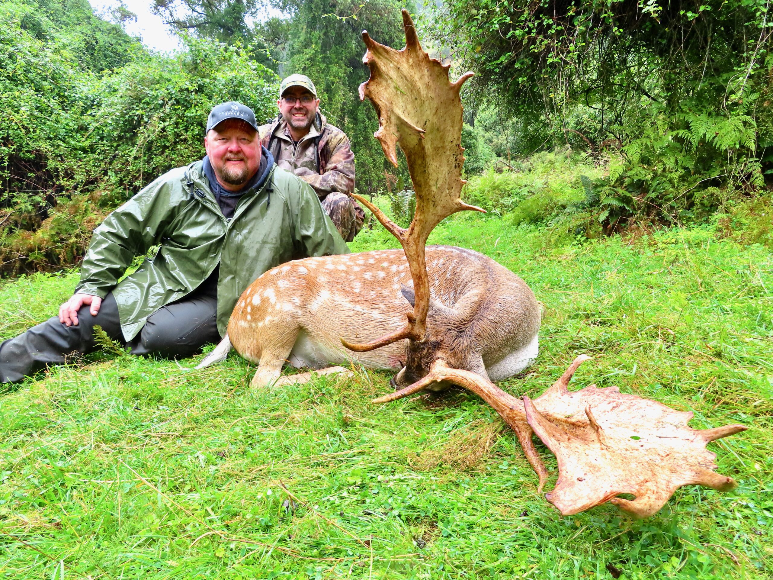 New Zealand fallow buck hunting trophy