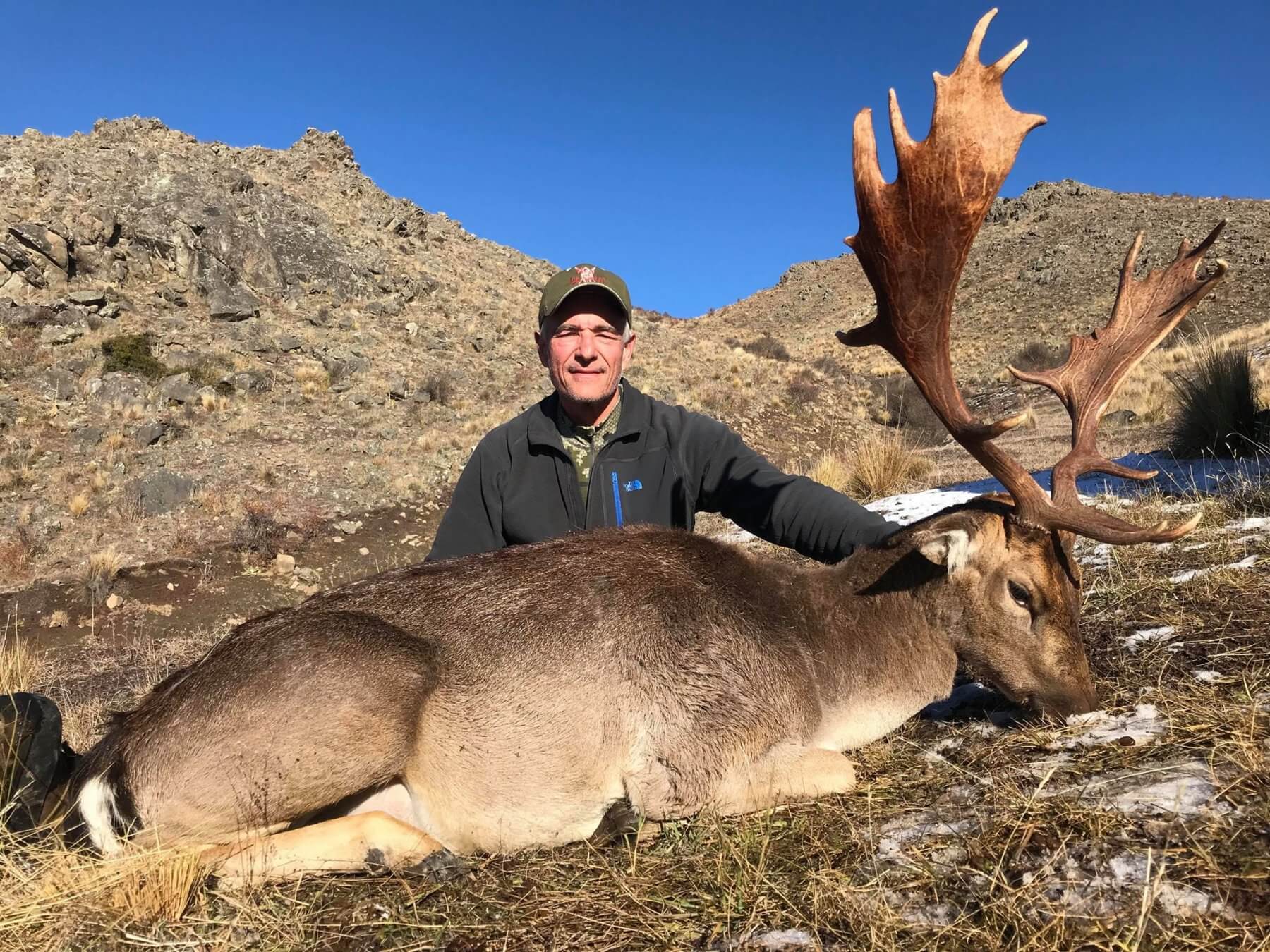 New Zealand wild free range trophy fallow buck