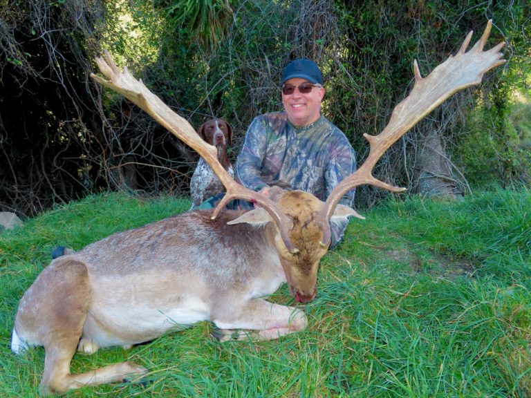 New Zealand free range fallow buck