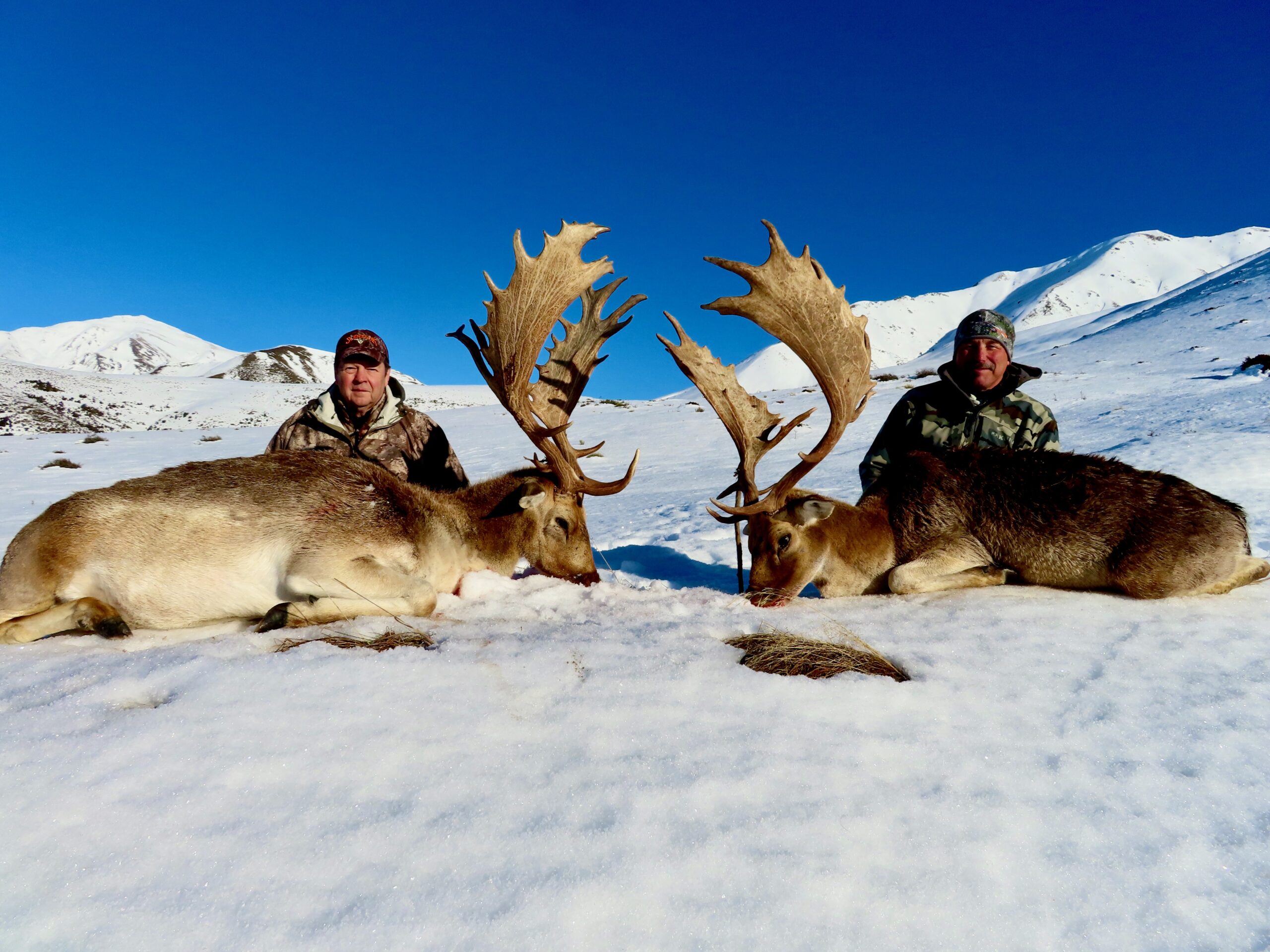 New Zealand fallow deer in snow