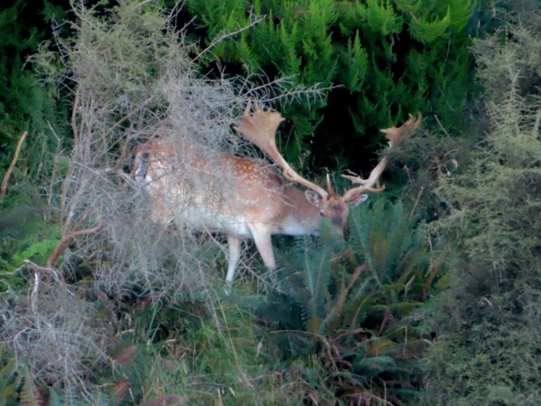 New Zealand fallow buck, wide