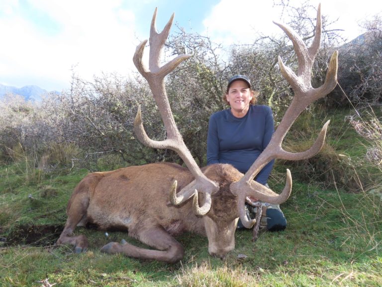 New Zealand free range red stag, 2025