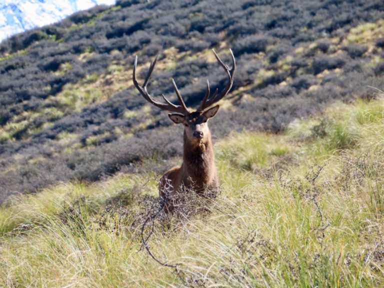 New Zealand free range red stag