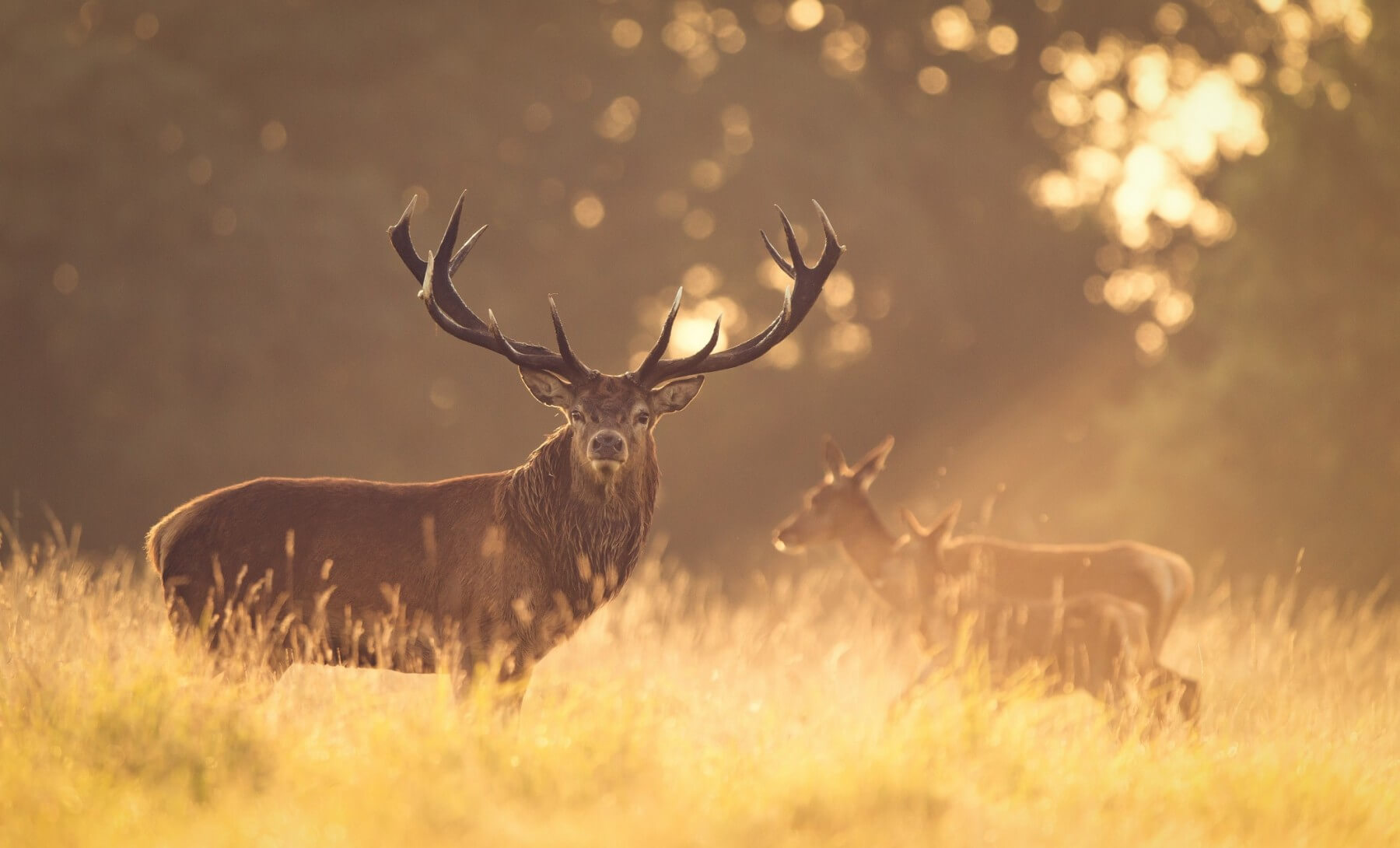 Free-range red stag in open South Island country