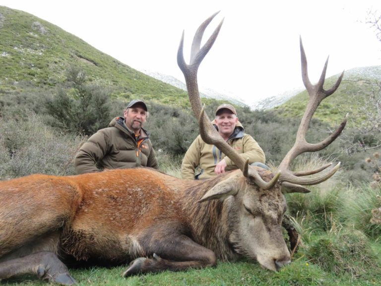 New Zealand wild free range 6x6 red stag
