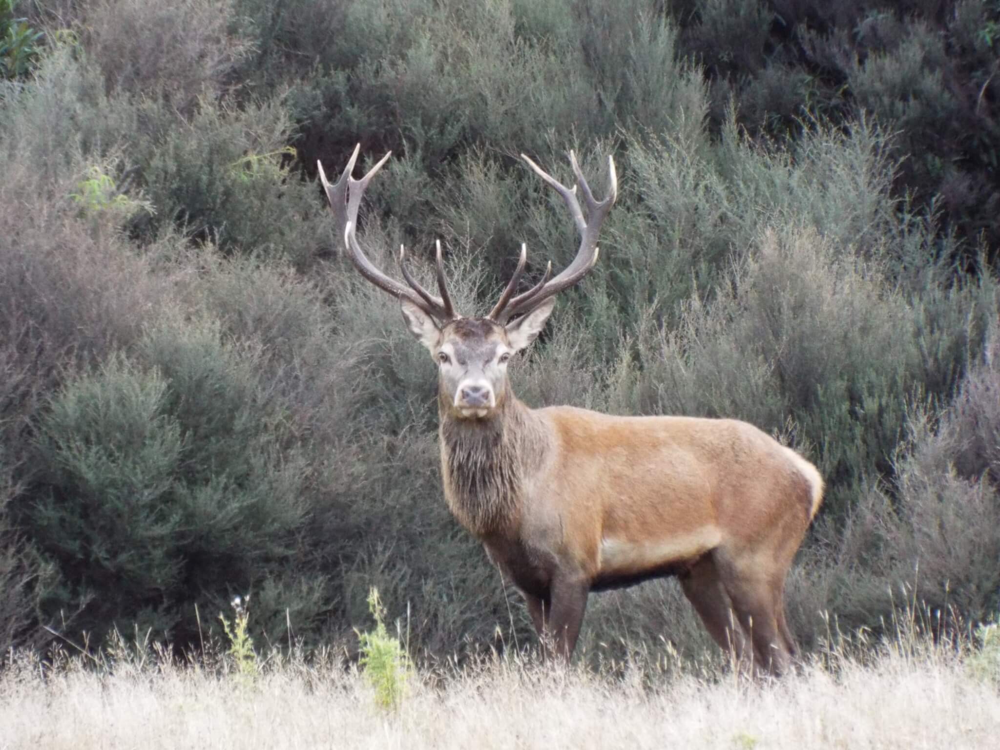 free range New Zealand red stag