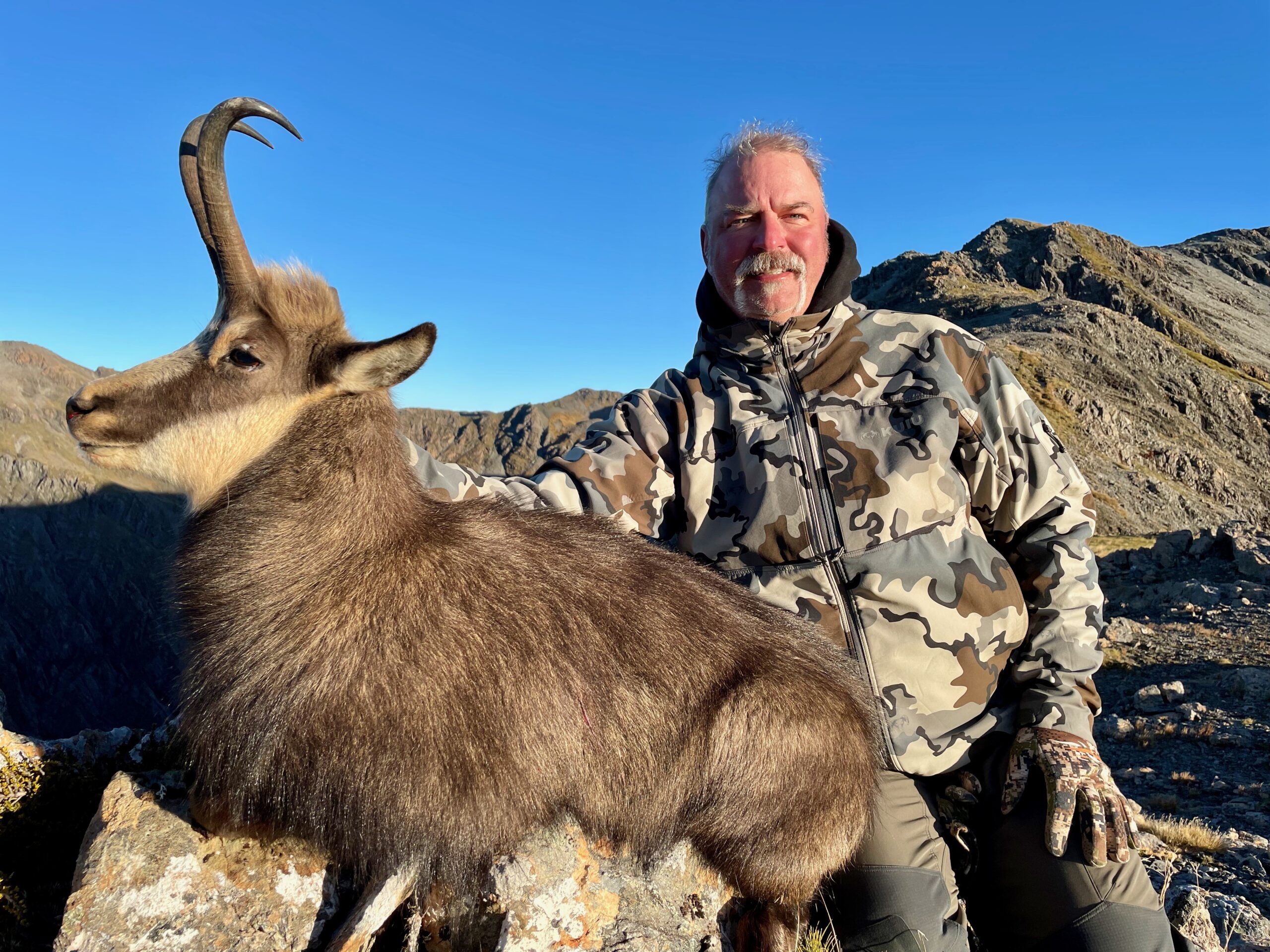 Free-range chamois trophy, New Zealand South Island